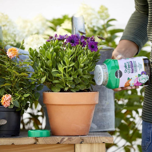 Miracle-Gro® Shake 'n Feed® Rose & Bloom Plant Food