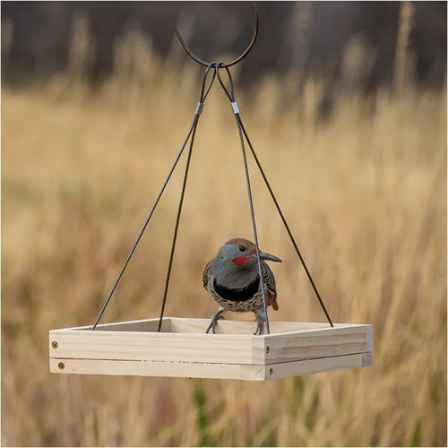 Perky-Pet® Hanging Tray Bird Feeder